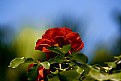 Picture Title - Red Rose