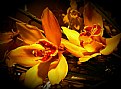 Picture Title - yellow orchids...