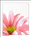 Picture Title - pink flower