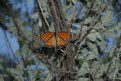 Picture Title - Mating call of the butterfly