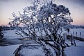 Picture Title - Snowy Tree
