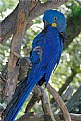 Picture Title - Blue Parrot