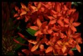 Picture Title - Ixora