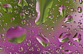 Picture Title - Raindrop Flowers