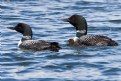 Picture Title - Loon Family