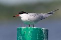 Picture Title - Common Tern 2