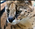 Picture Title - Serval Cat