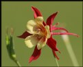 Picture Title - Wild Columbine