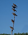 Picture Title - Sturnus vulgaris