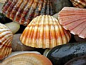 Picture Title - Shells in the rain
