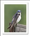 Picture Title - Tree Swallow (2)