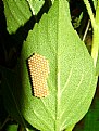 Picture Title - insect eggs