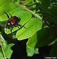 Picture Title - Beetle Sunbathing