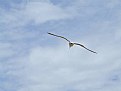 Picture Title - Seagull at Woolacombe