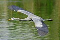 Picture Title - Great Blue Heron