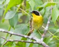 Picture Title - Common Yellowthroat Warbler1