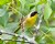 Common Yellowthroat Warbler2