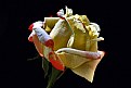 Picture Title - Rose-2