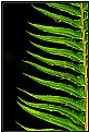 Picture Title - Fern Leaf