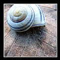 Picture Title - Snail Shell on Leaf