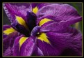 Picture Title - Purple Passions