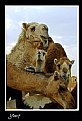 Picture Title - Faces