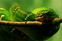 Picture Title - Snake Eyes