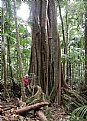 Picture Title - STRANGLER Fig Tree