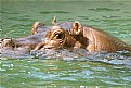 Picture Title - Hippo