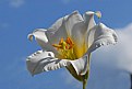 Picture Title - white lily