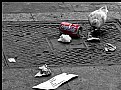 Picture Title - Do Pigeons Like Coca Cola?