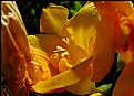 Picture Title - Yellow Freesia