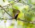 Common Yellowthroat Warbler3