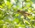 Female Common Yellowthroat Warbler