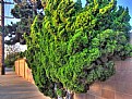Picture Title - vibrant bush
