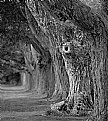 Picture Title - Tree on the lane