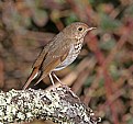 Picture Title - Hermit Thrush