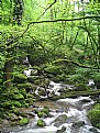 Picture Title - green