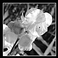 Picture Title - B&W Blume