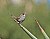 Bewick's Wren