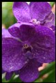 Picture Title - Orchid - Blue