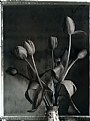 Picture Title - Tulips