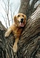 Picture Title - Treed Fia