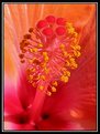 Picture Title - Heart of Hibiscus