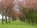 Picture Title - Red Tree