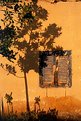 Picture Title - Tree shadow over the Window