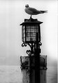 Picture Title - Seagull on lake of Como, october 1969