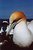 Australasian Gannet