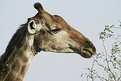 Picture Title - Kruger Giraffe