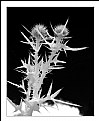 Picture Title - White thistle